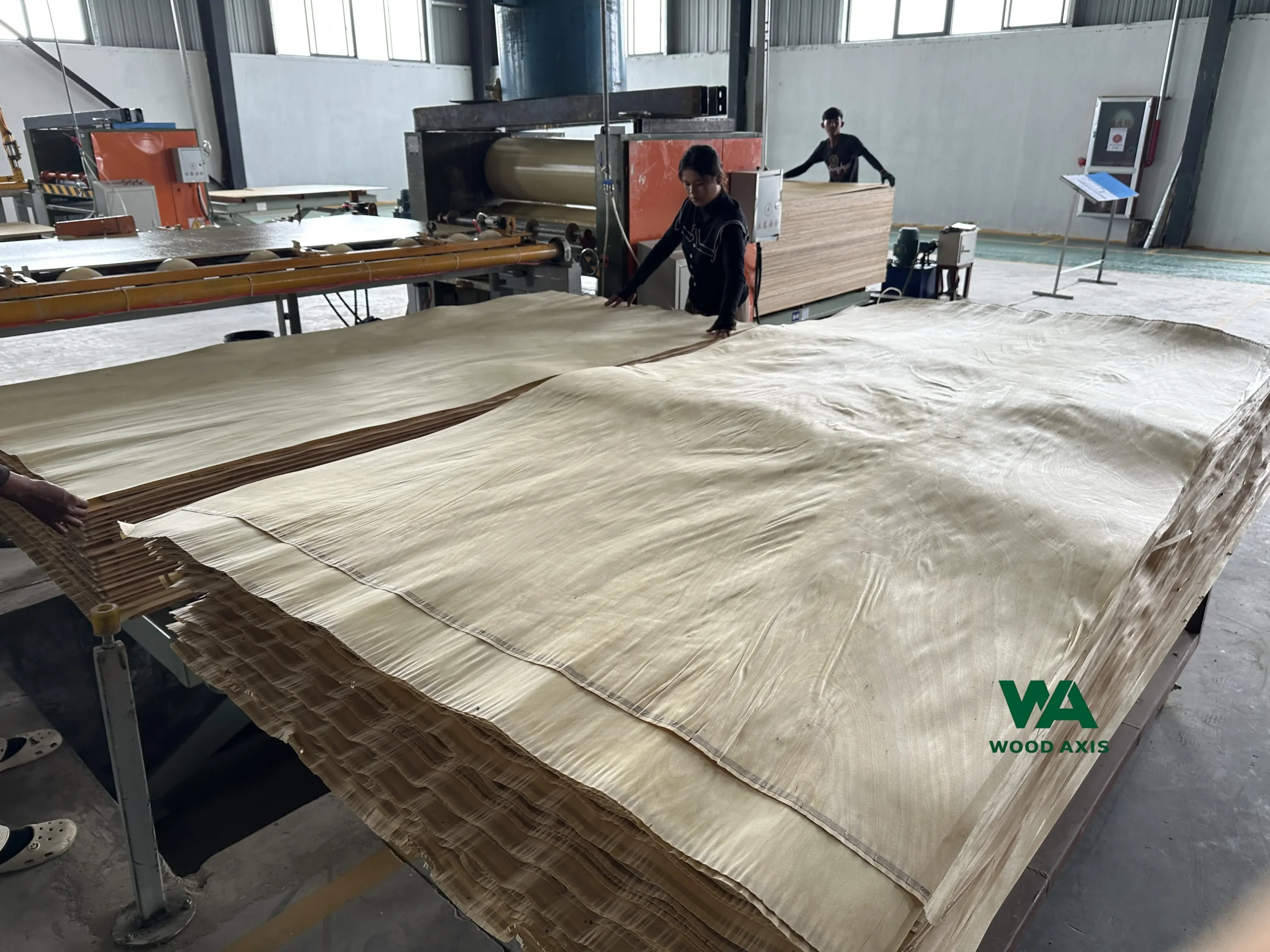 Blog 6 Cambodia plywood factory worker in a woodworking shop carefully operates a pressing machine to apply a thin layer of natural wood veneer onto a large plywood substrate board.